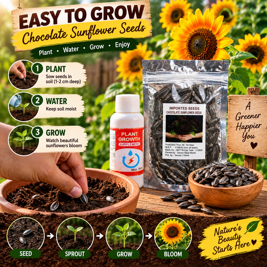 Chocolate Sunflower Seeds