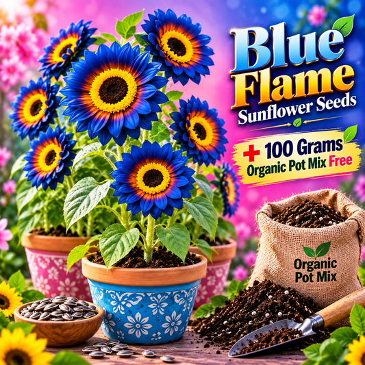 Blue Flame Sunflower Seeds + 100 Grams Organic Pot Mix Free