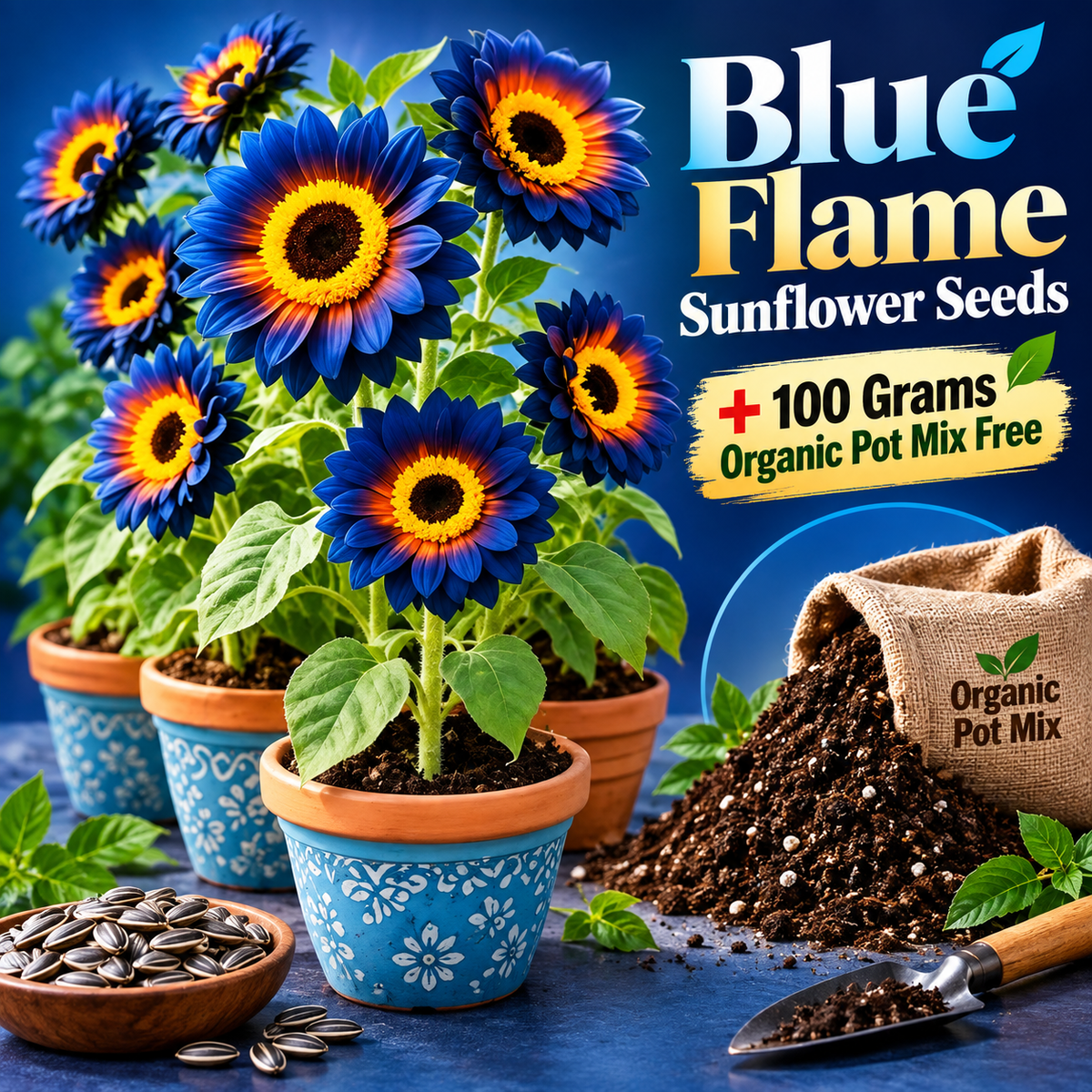 Blue Flame Sunflower Seeds + 100 Grams Organic Pot Mix Free