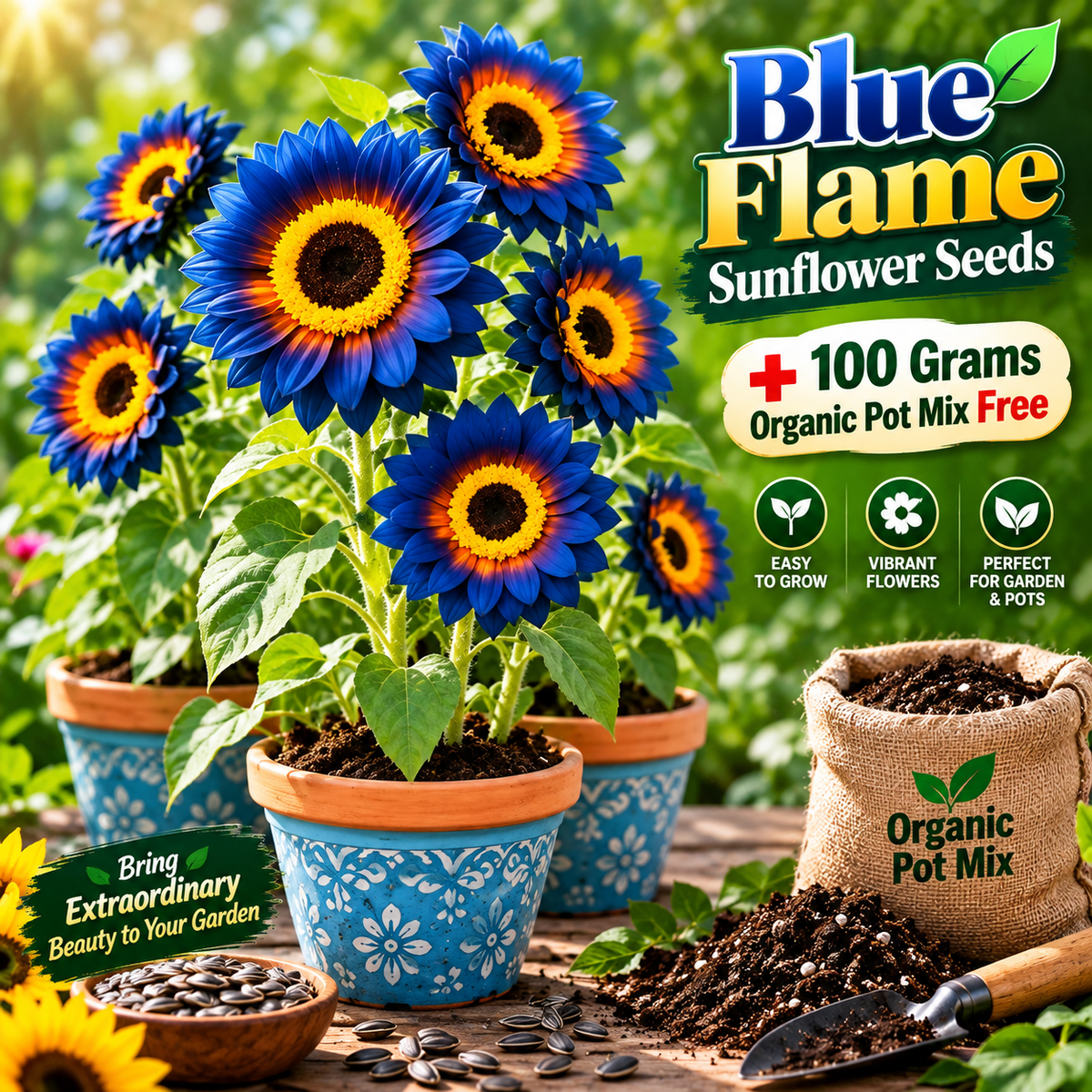 Blue Flame Sunflower Seeds + 100 Grams Organic Pot Mix Free