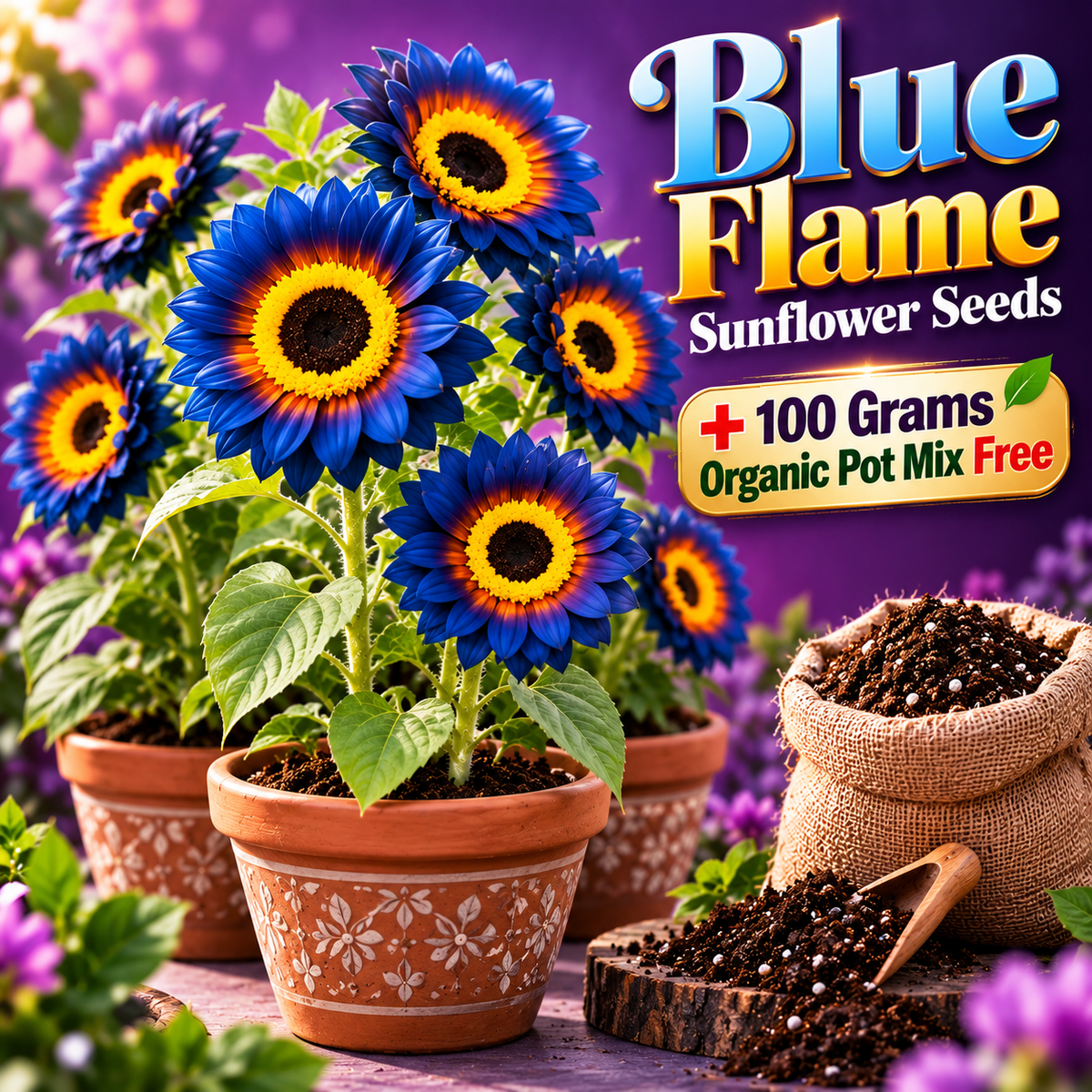 Blue Flame Sunflower Seeds + 100 Grams Organic Pot Mix Free